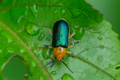 Cacoscelis marginata