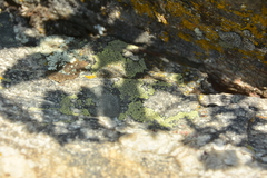 Rhizocarpon