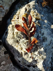 Sorbus aucuparia