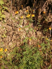 Tagetes tenuifolia