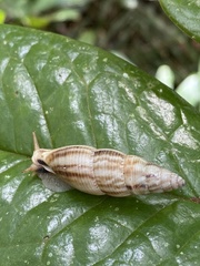 Moricandia willi