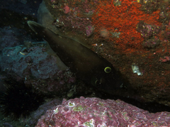 Eubalichthys bucephalus