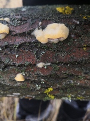 Antrodiella