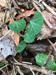 Cissampelos torulosa