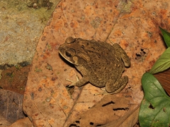 Duttaphrynus melanostictus