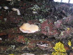 Antrodiella