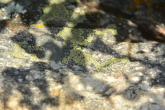 Rhizocarpon