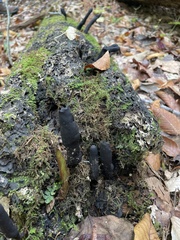 Xylaria polymorpha