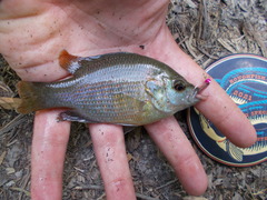Lepomis miniatus