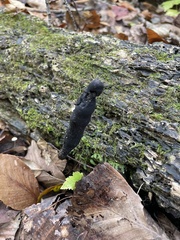 Xylaria polymorpha
