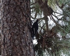 Dryobates albolarvatus