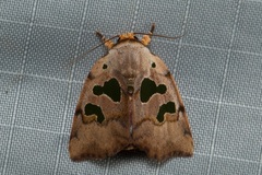 Xenochroa chlorostigma