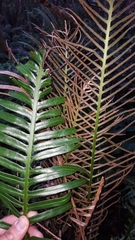 Blechnum attenuatum