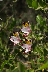 Alstroemeria pulchra