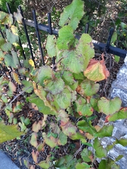 Vitis berlandieri