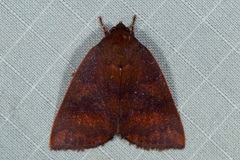 Xenochroa fulvescens