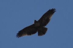 Geranoaetus melanoleucus
