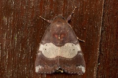 Xenochroa mediogrisea