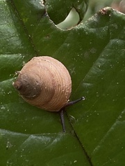 Pseudoxychona spiritualis