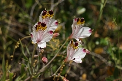 Alstroemeria pulchra