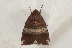 Xenochroa mediogrisea