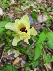 Cienfuegosia heterophylla