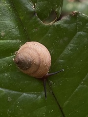 Pseudoxychona spiritualis