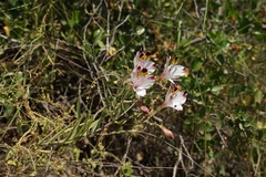 Alstroemeria pulchra