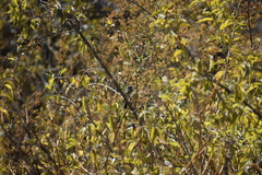 Anairetes flavirostris