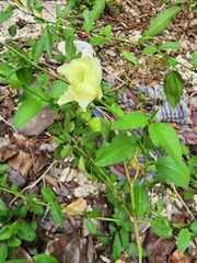 Cienfuegosia heterophylla