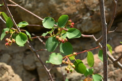 Amelanchier cusickii