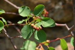 Amelanchier cusickii