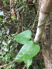 Pyrenacantha scandens