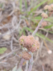 Crassula cotyledonis