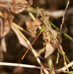 Ceriagrion auranticum