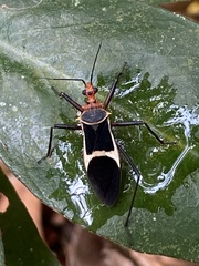 Zelurus circumcinctus
