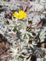 Berkheya heterophylla heterophylla