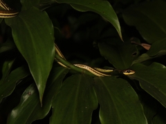 Dendrelaphis pictus