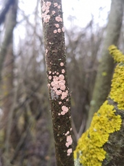 Corticium roseum
