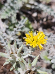Berkheya heterophylla heterophylla