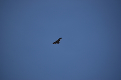 Geranoaetus melanoleucus