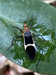 Zelurus circumcinctus