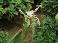 Curcuma caulina