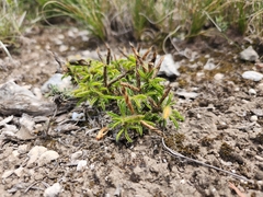 Argyrolobium barbatum