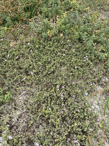 Image of Rodondo Creeper by (c) Charleen Brunke, some rights reserved (CC BY)
