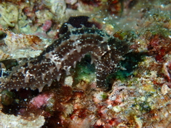 Hippocampus guttulatus