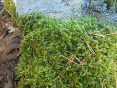 Eurhynchium angustirete