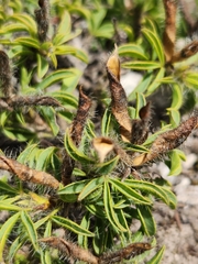 Argyrolobium barbatum