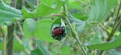 Apoderus jekelii