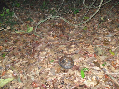 Black-bellied Pangolin